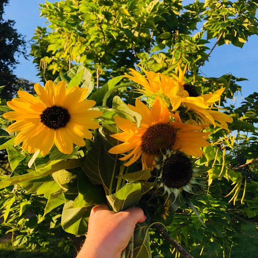 For you, Sunflower
